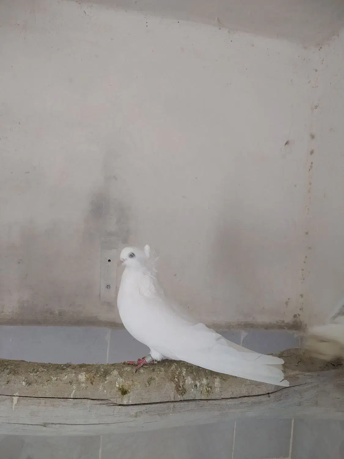 جفت سفید|پرنده|محمدیار, |دیوار