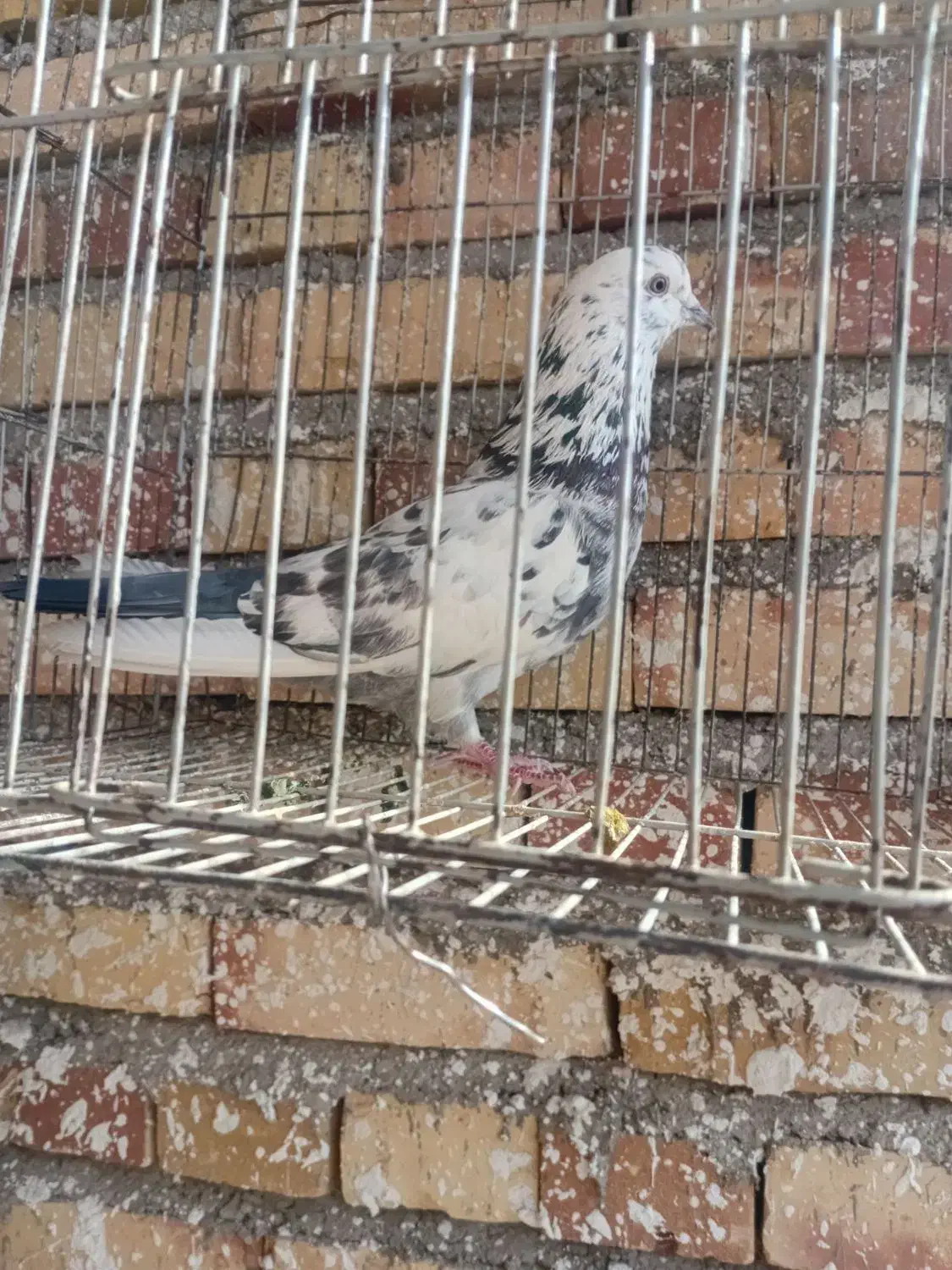 کبوتر|پرنده|صوفیان, |دیوار