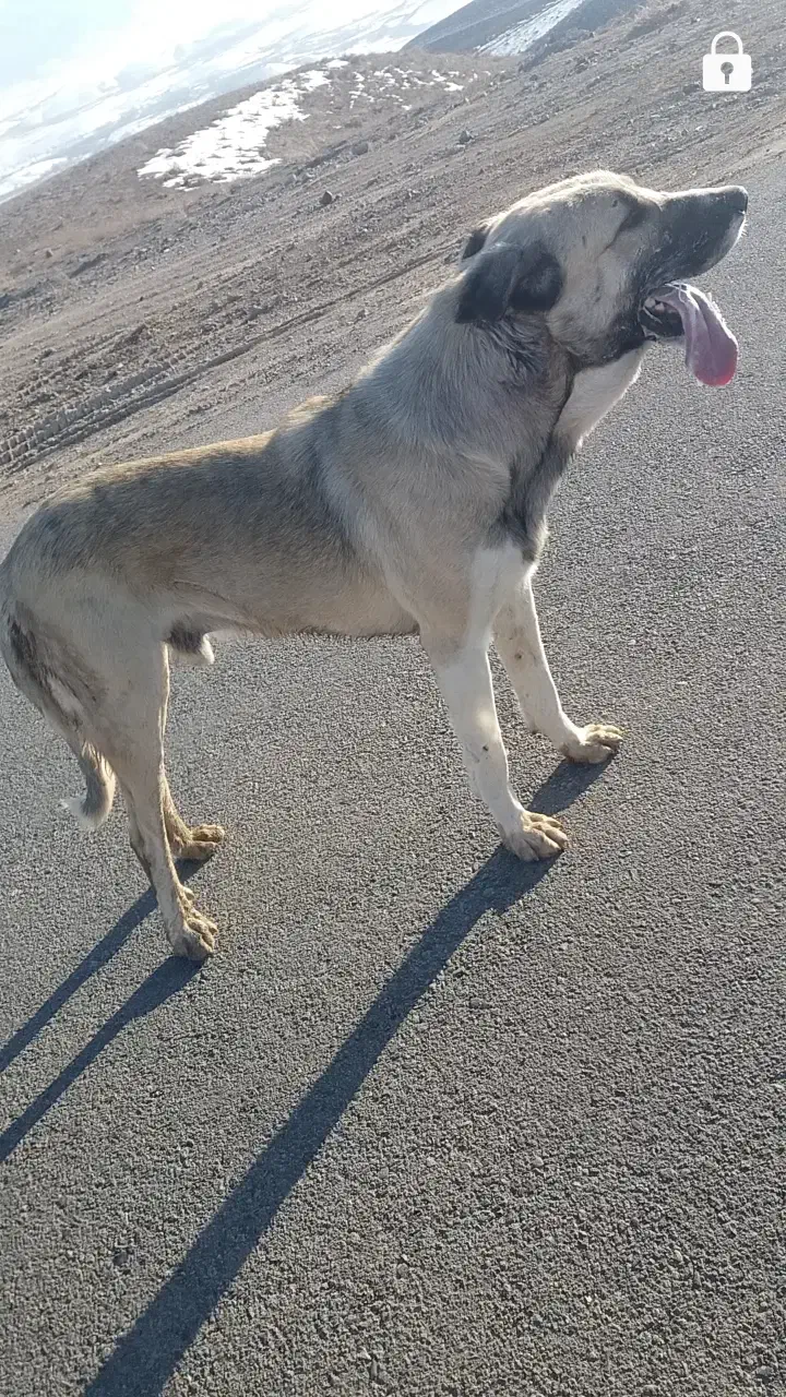 گمشده|حیوانات|اهر, |دیوار