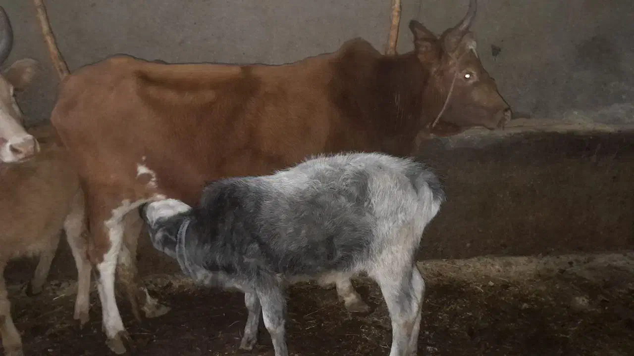 گاو گوساله لیشه گوساله ماده|حیوانات مزرعه|صومعه‌سرا, |دیوار