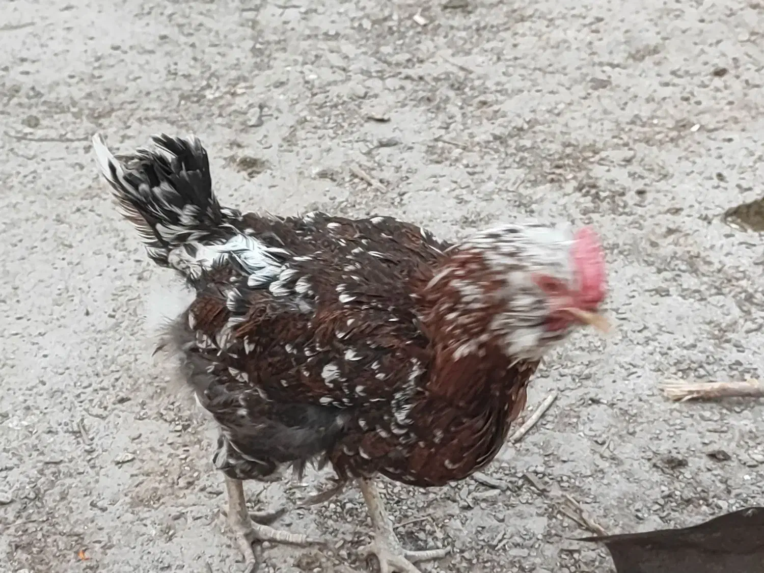 مرغ خروس گلین و تیمچه گلین ،جوجه یک ماهه و دوماهه|حیوانات مزرعه|تهران, سعیدآباد|دیوار