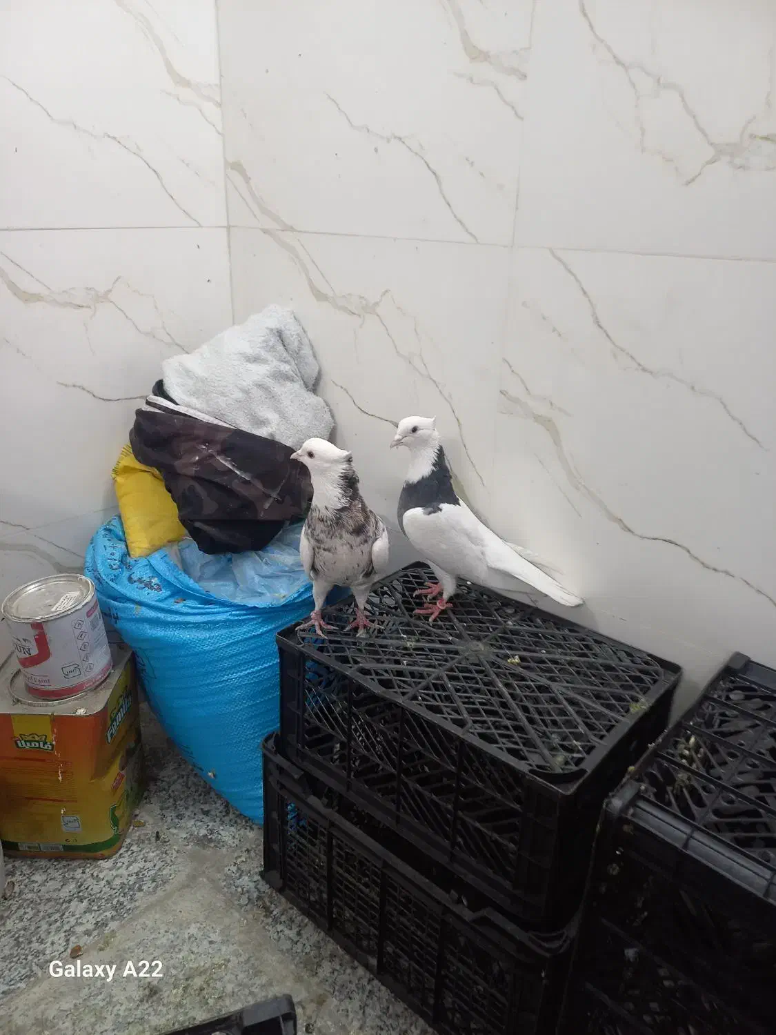 جفت طوقی کاکلی بشرط|پرنده|ری, علایین|دیوار