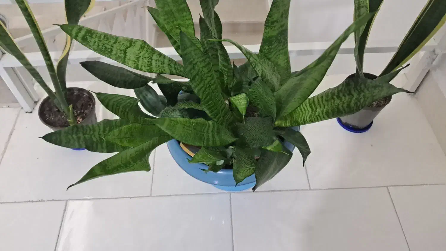 گلسرای پارین|گل و گیاه طبیعی|آستارا, |دیوار