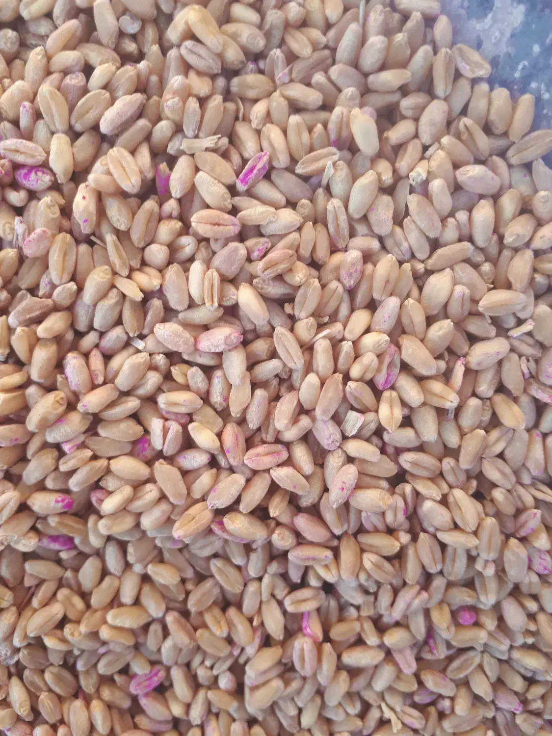 گندم|عمده‌فروشی|شباب, |دیوار