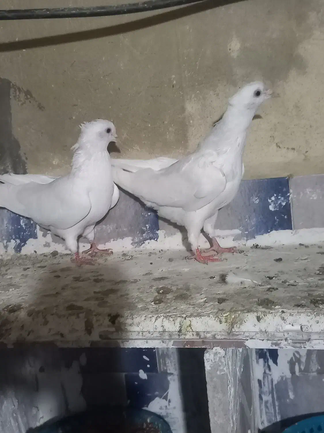 دوتا نر کاکولی قیمت ۸۰۰|پرنده|آشخانه, |دیوار