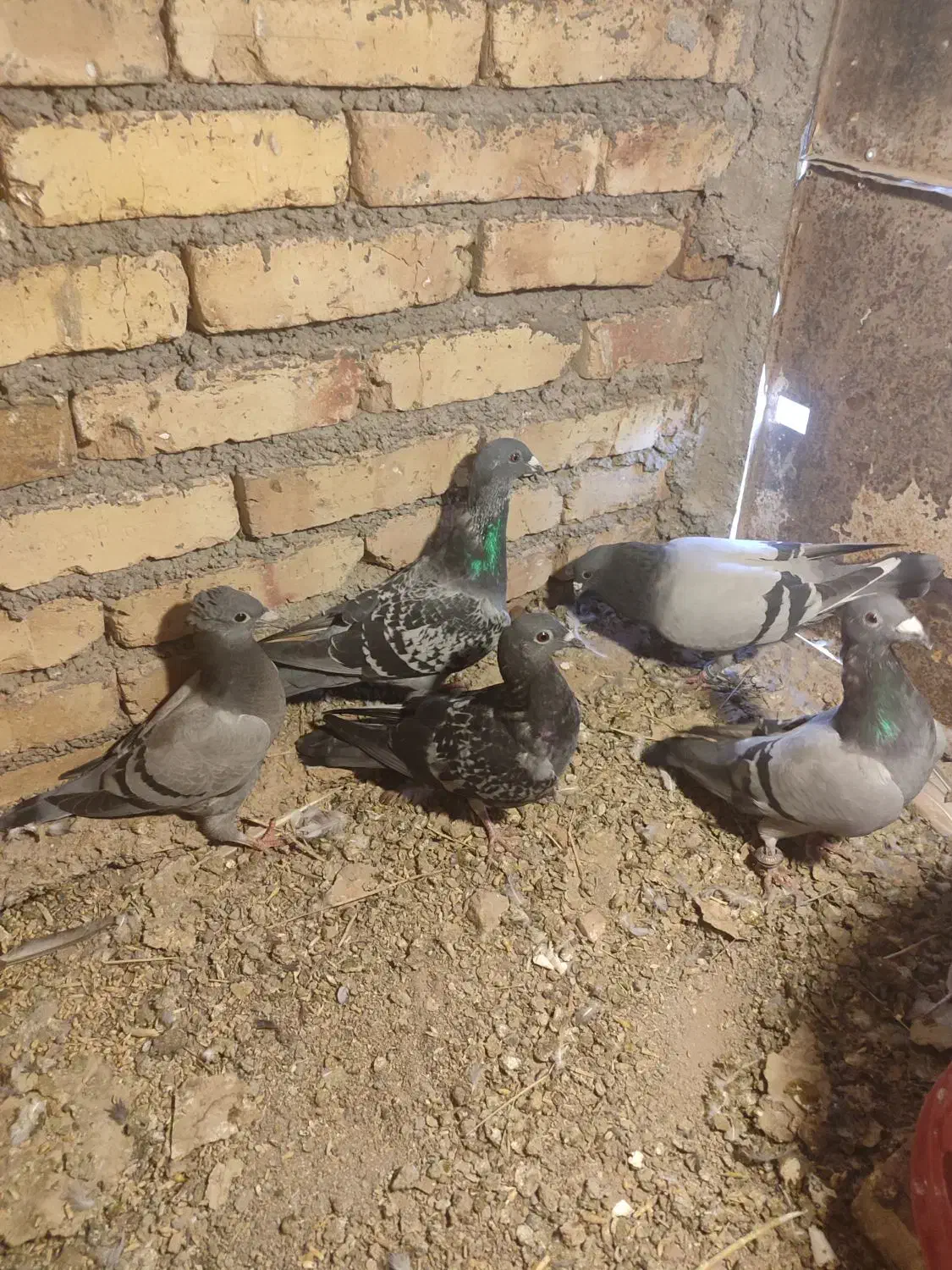 کبوتر مسافتی|پرنده|مرند, |دیوار