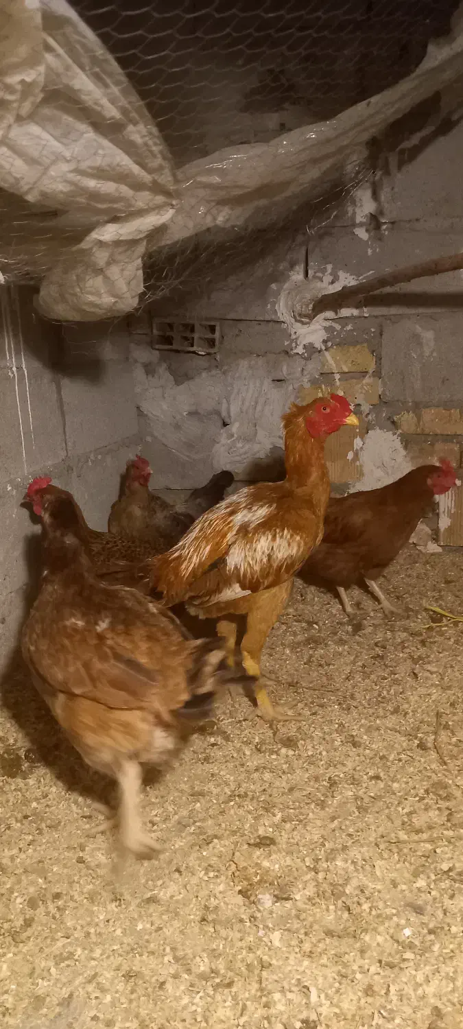 خروس لاری و مرغ محلی|حیوانات مزرعه|محمدشهر, محمدشهر|دیوار