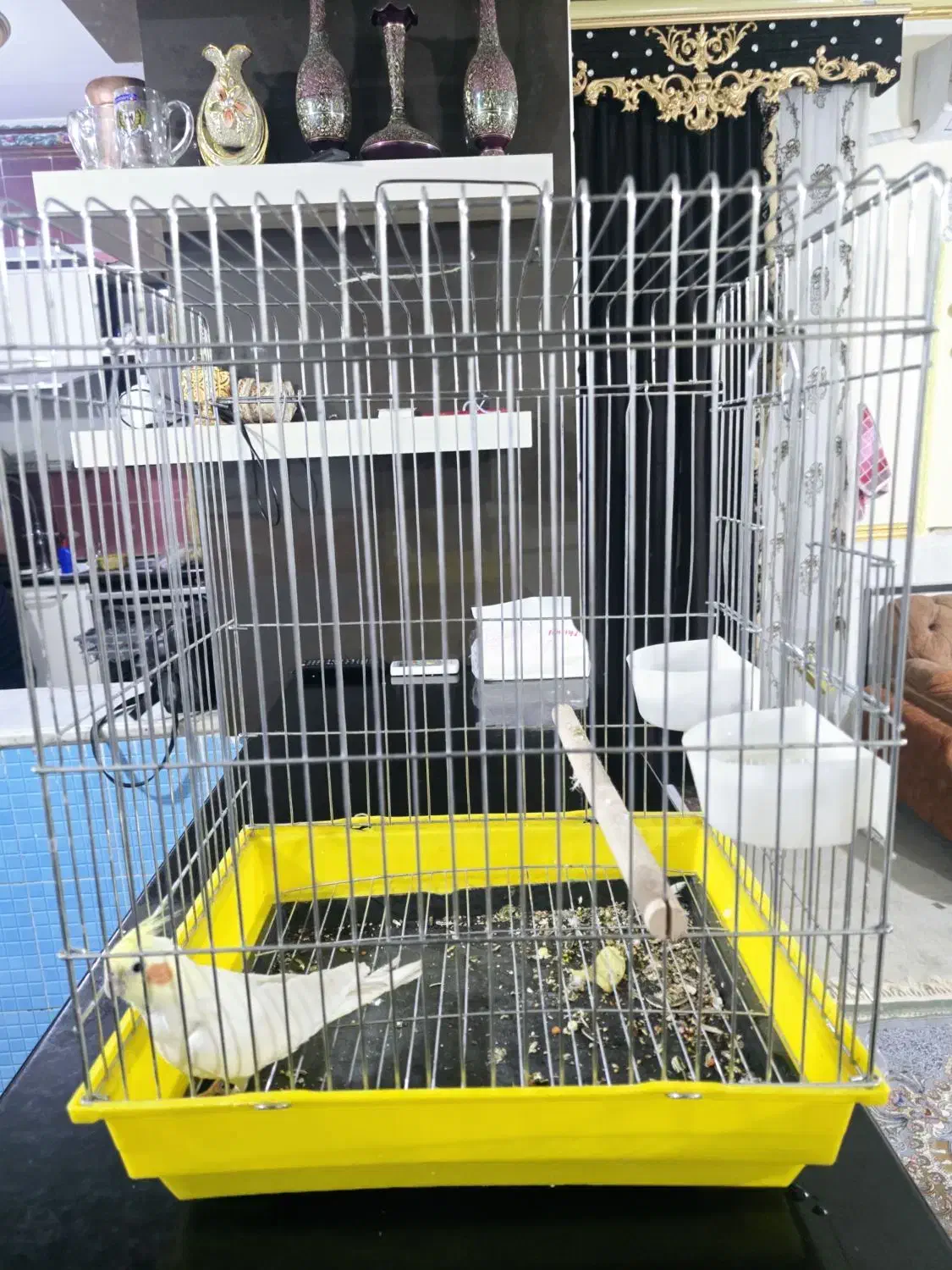 عروس هلندی با قفس|پرنده|سراوان, |دیوار