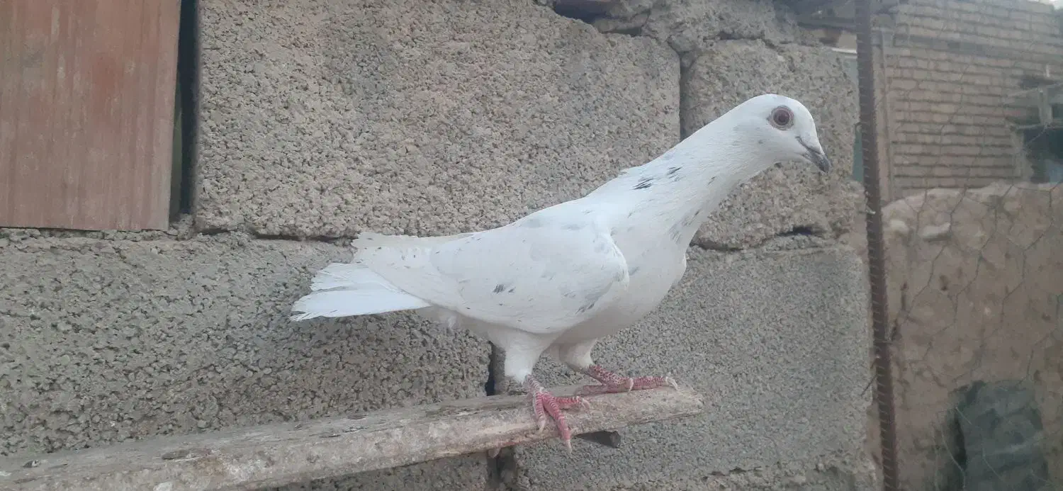 سه تا کبوتر|پرنده|آشخانه, |دیوار