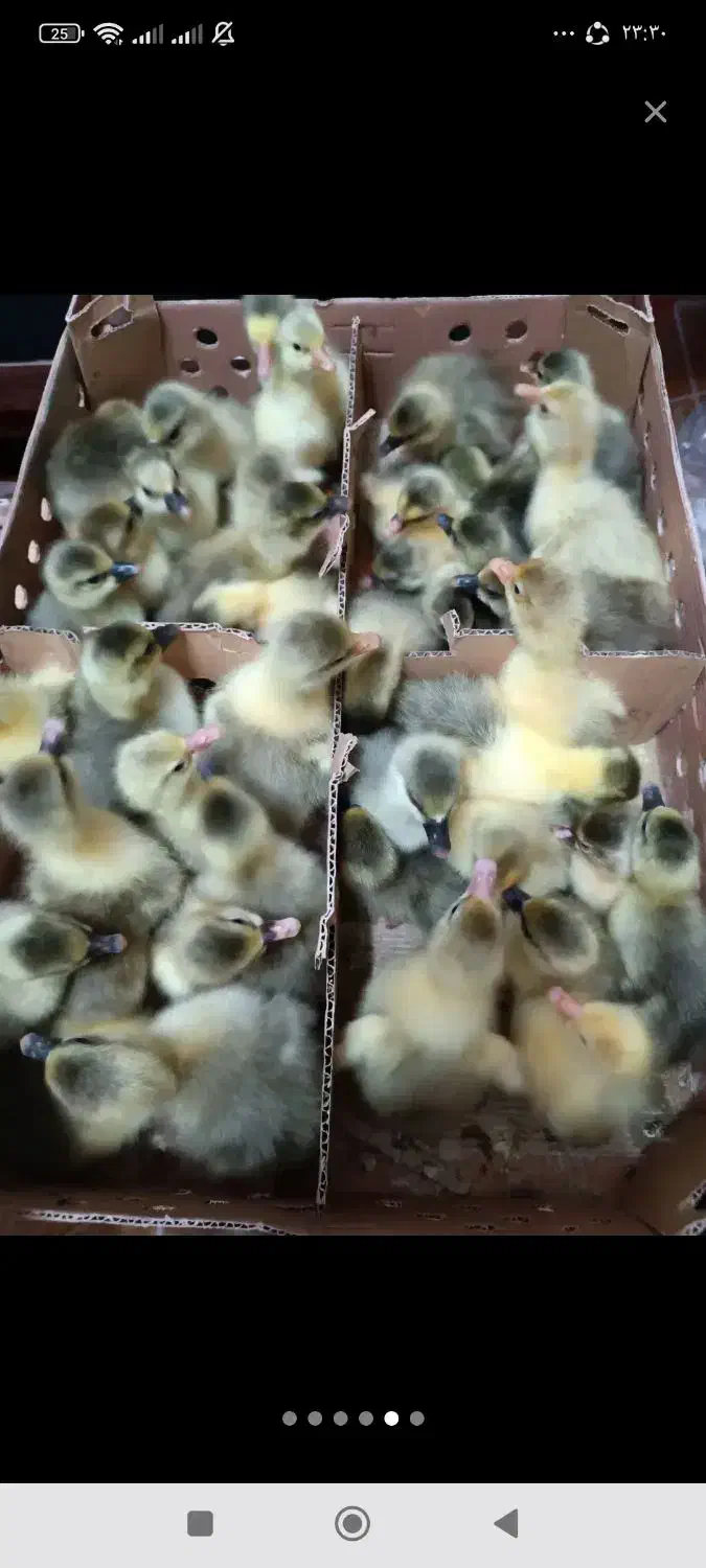 جوجه غاز اردک مرغ|حیوانات مزرعه|حویق, |دیوار