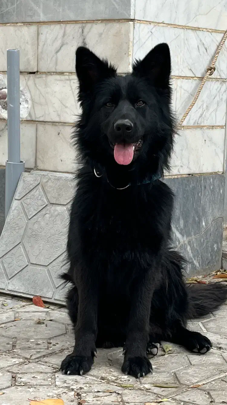 سگ ژرمن مشکی مو بلند|سگ|اردبیل, |دیوار