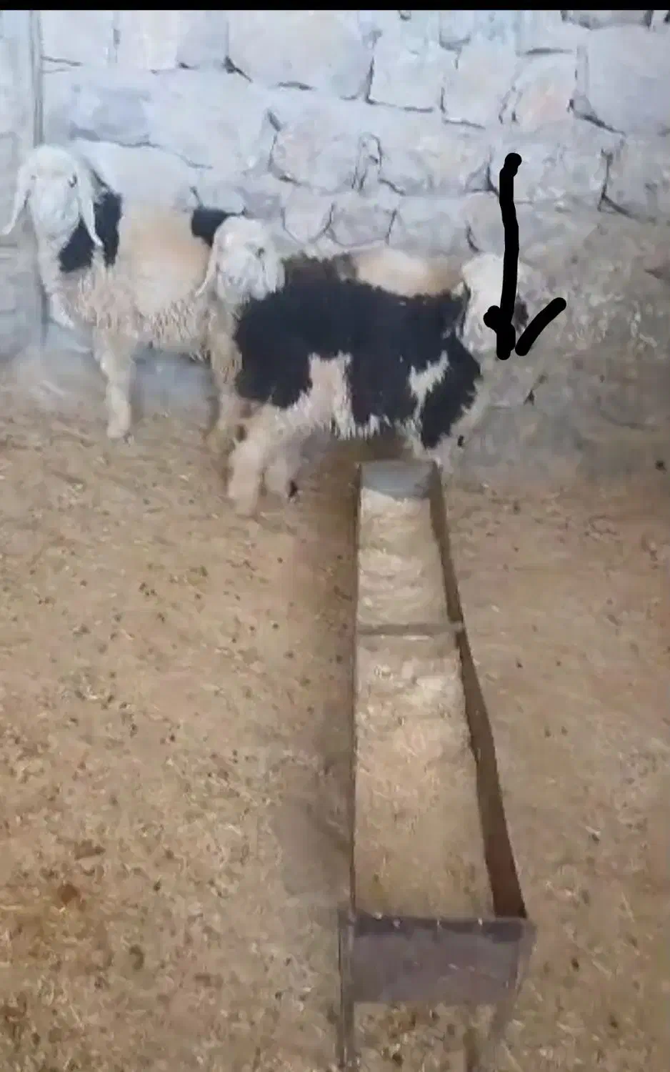 دوتا بره فروشی برا کشتار یا پرواری|حیوانات مزرعه|ایذه, |دیوار