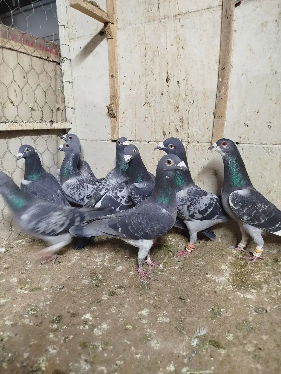 کفتر کبوتر 4تا دسته|پرنده|مشهد, ابوذر|دیوار
