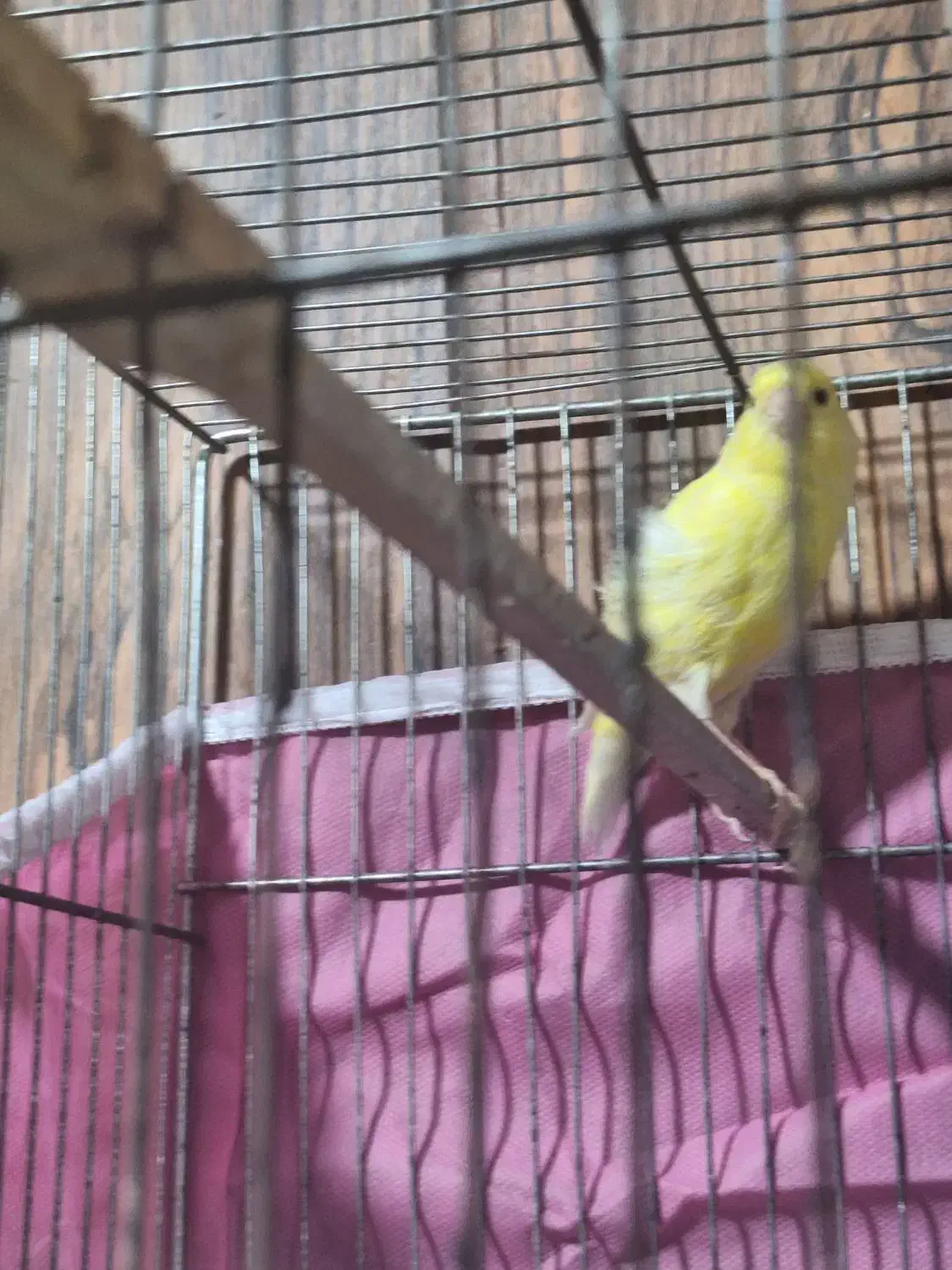 قناری ماده|پرنده|شیراز, ریاستی|دیوار