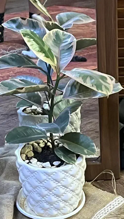 تعدادی گلدان آپارتمانی|گل و گیاه طبیعی|تهران, صادقیه|دیوار