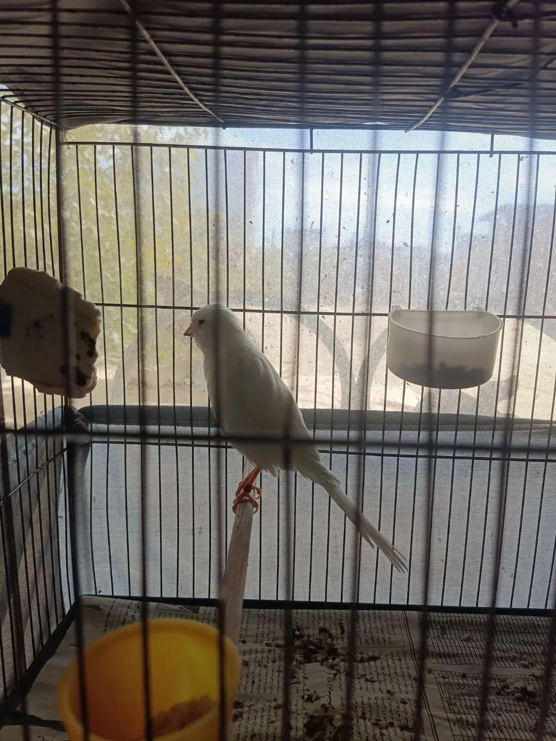 پرنده قناری|پرنده|آبسرد, |دیوار