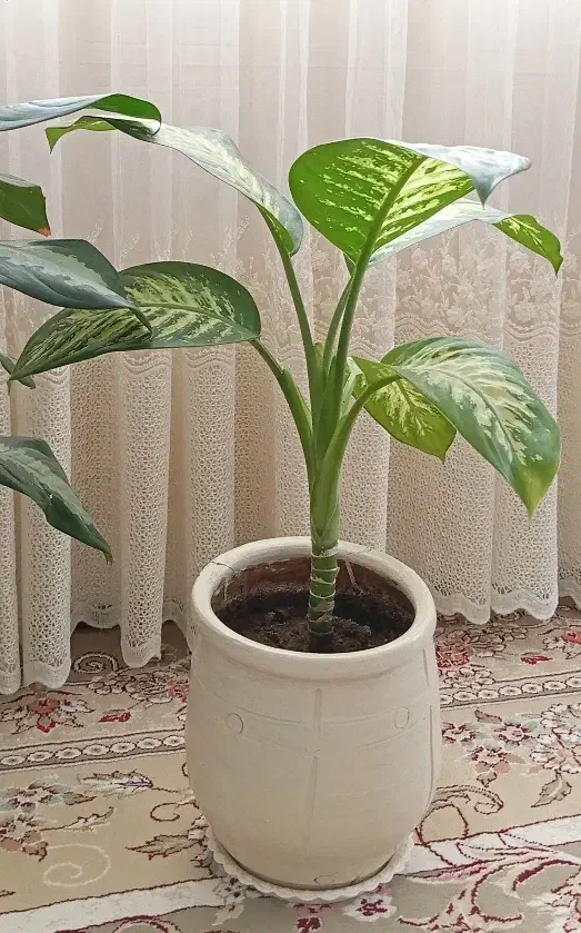 گل های طبیعی ـ مناسب دکور و هدیه|گل و گیاه طبیعی|ربط, |دیوار