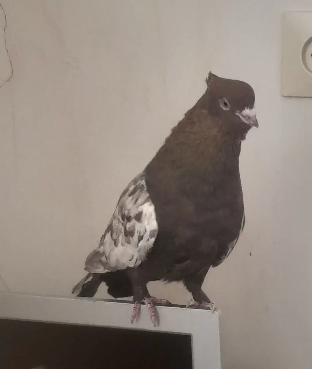 کبوتر|پرنده|شاهرود, |دیوار