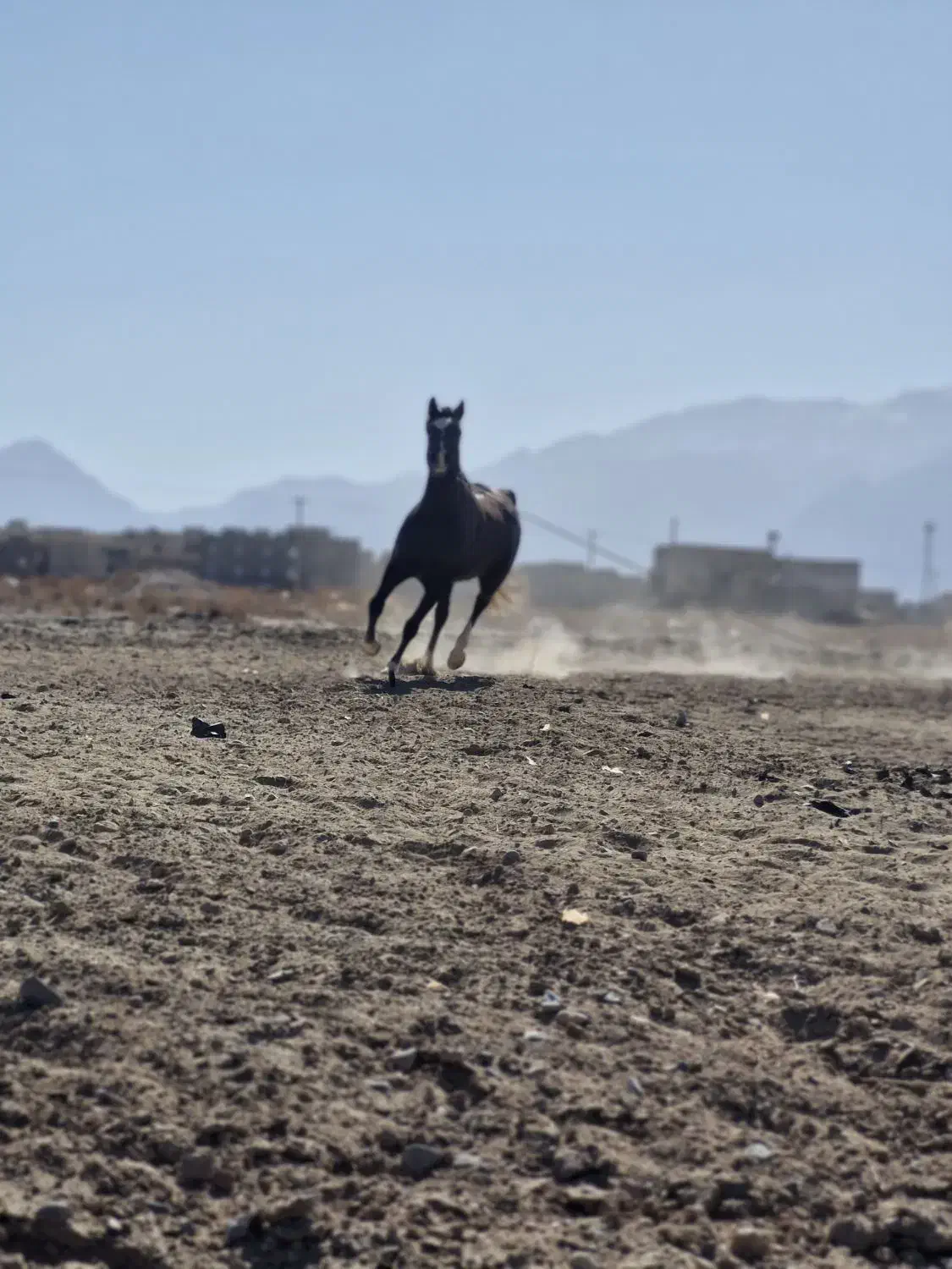 اسب|اسب و تجهیزات اسب‌سواری|یزد, |دیوار