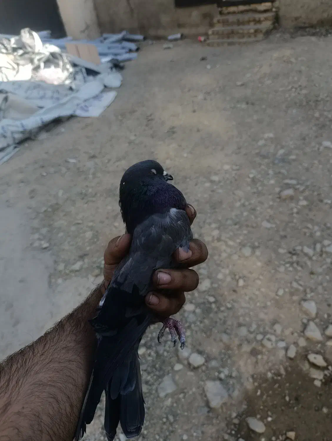 کبوتر|پرنده|پردیس, شهرک صنعتی خرمدشت فاز ۷|دیوار