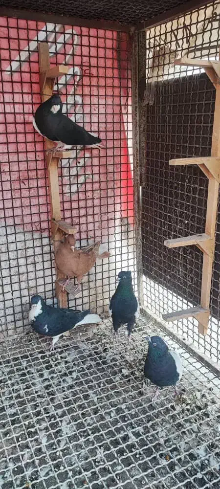 کبوتر شهری|پرنده|بندرعباس, |دیوار