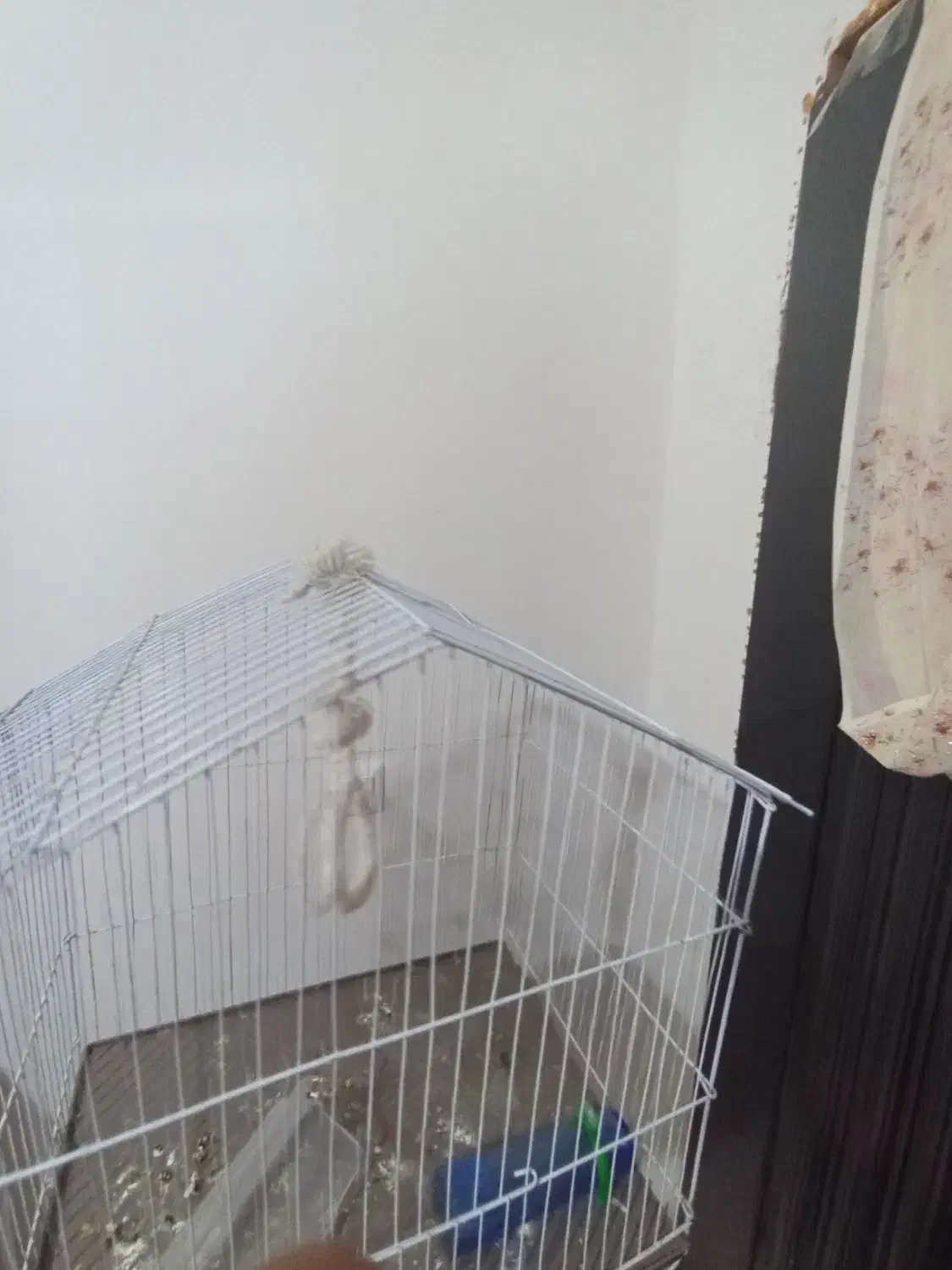 قفس پرنده|لوازم جانبی حیوانات|بندرعباس, |دیوار