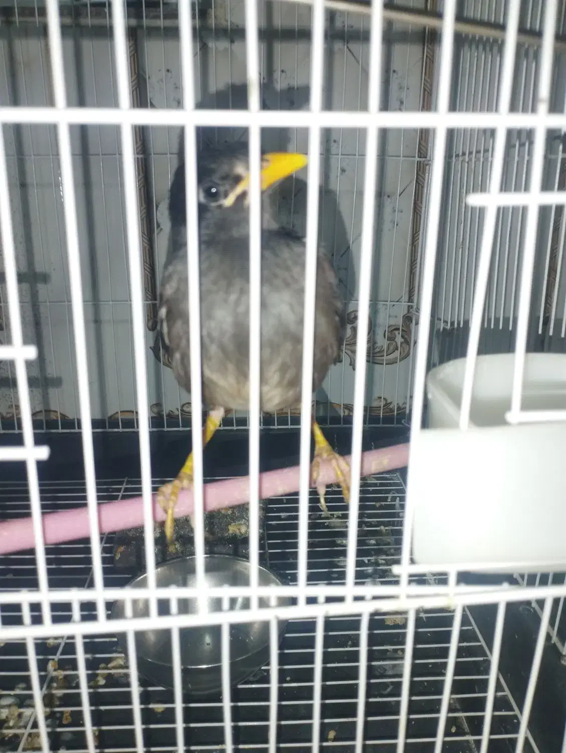 مرغ مینا جوجه|پرنده|کرمانشاه, |دیوار