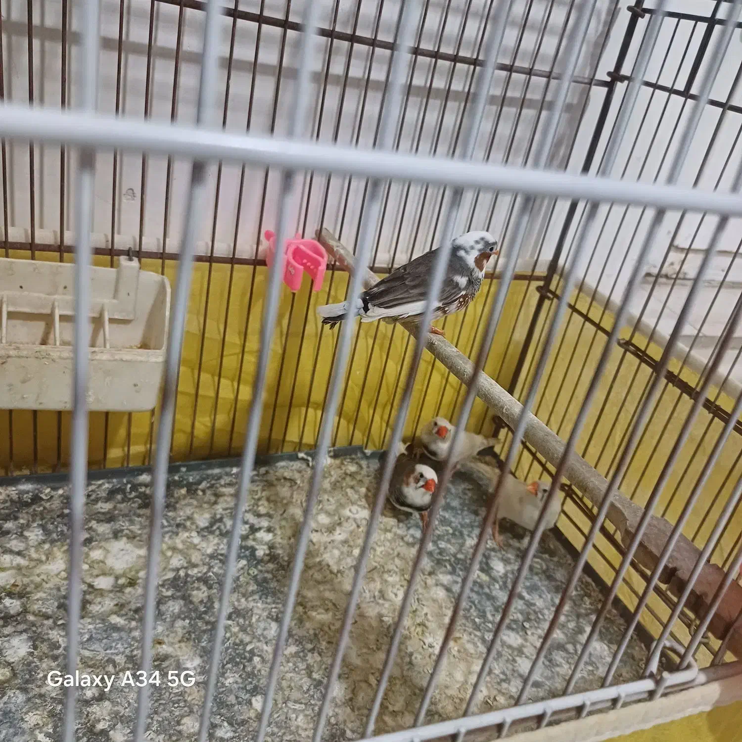 پرنده|پرنده|پاکدشت, پاکدشت (مامازند)|دیوار