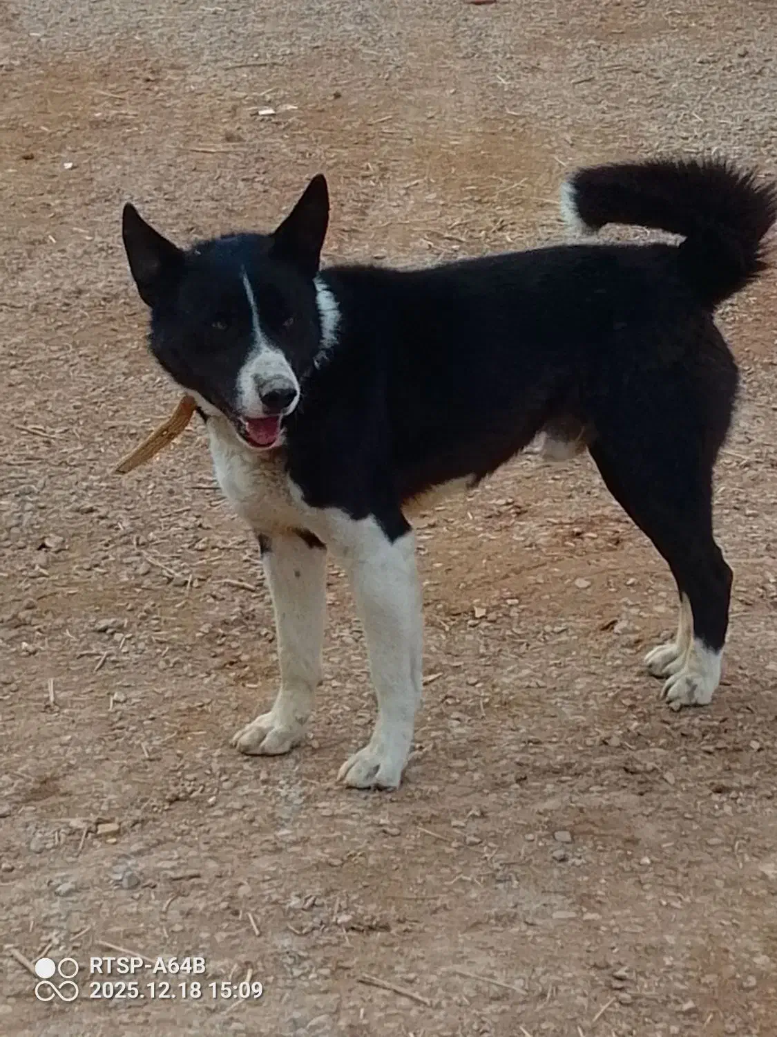 سگ جانوری|سگ|شاهین‌شهر, خبرنگار|دیوار