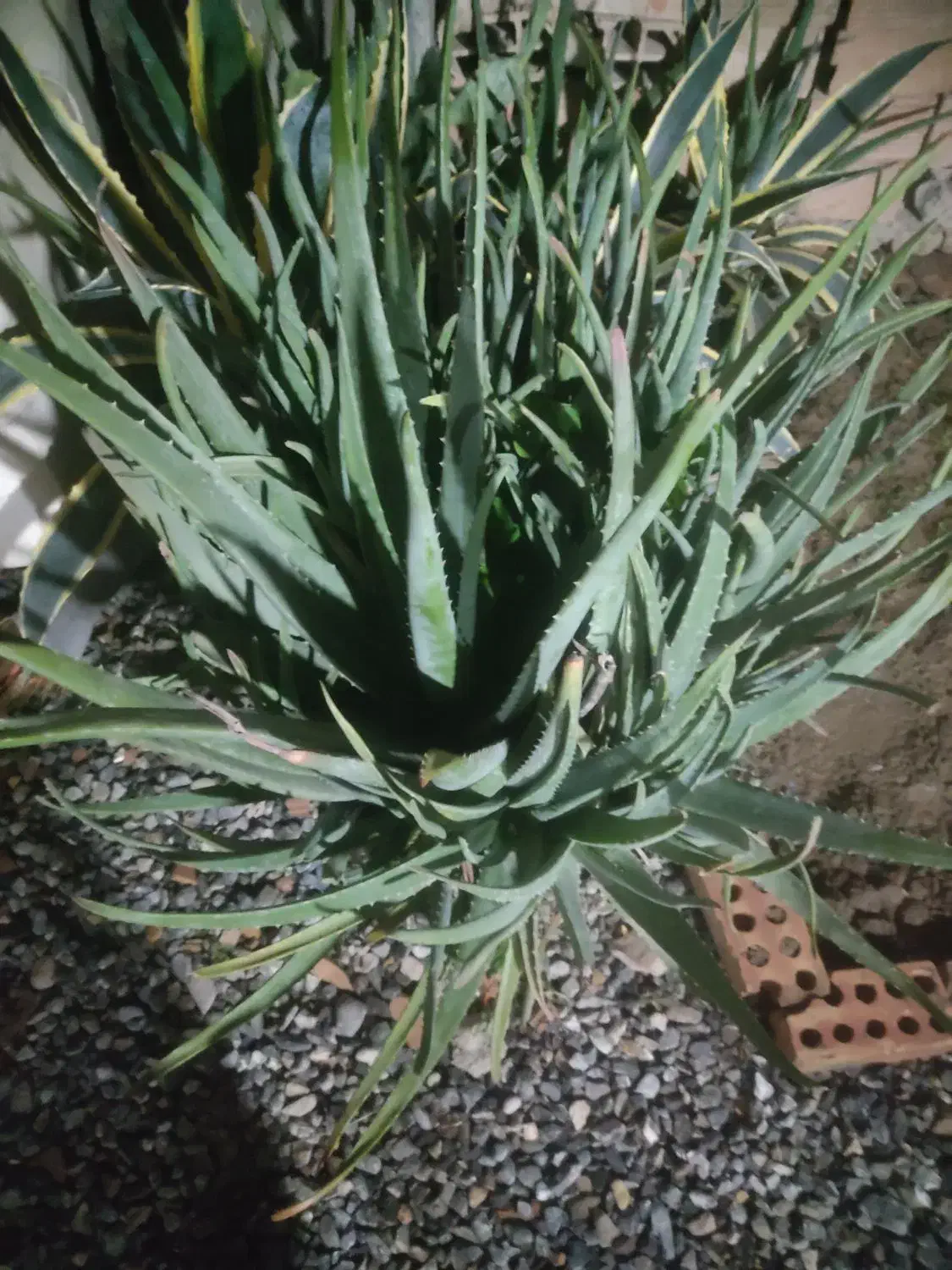 گل وگیاه|گل و گیاه طبیعی|گرگان, |دیوار