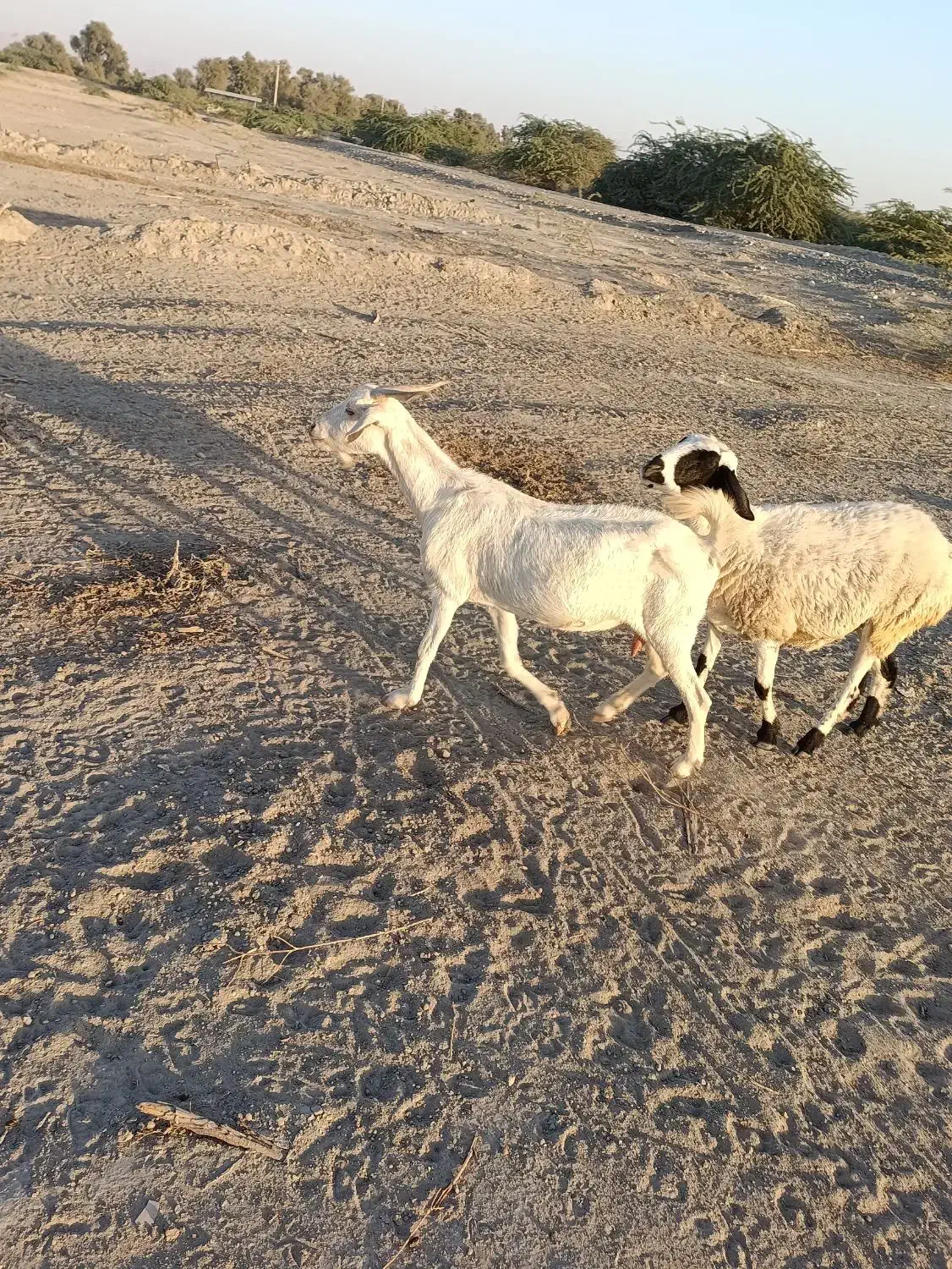 کهره ،بره ، بز ،میش زاییده|حیوانات مزرعه|میناب, |دیوار