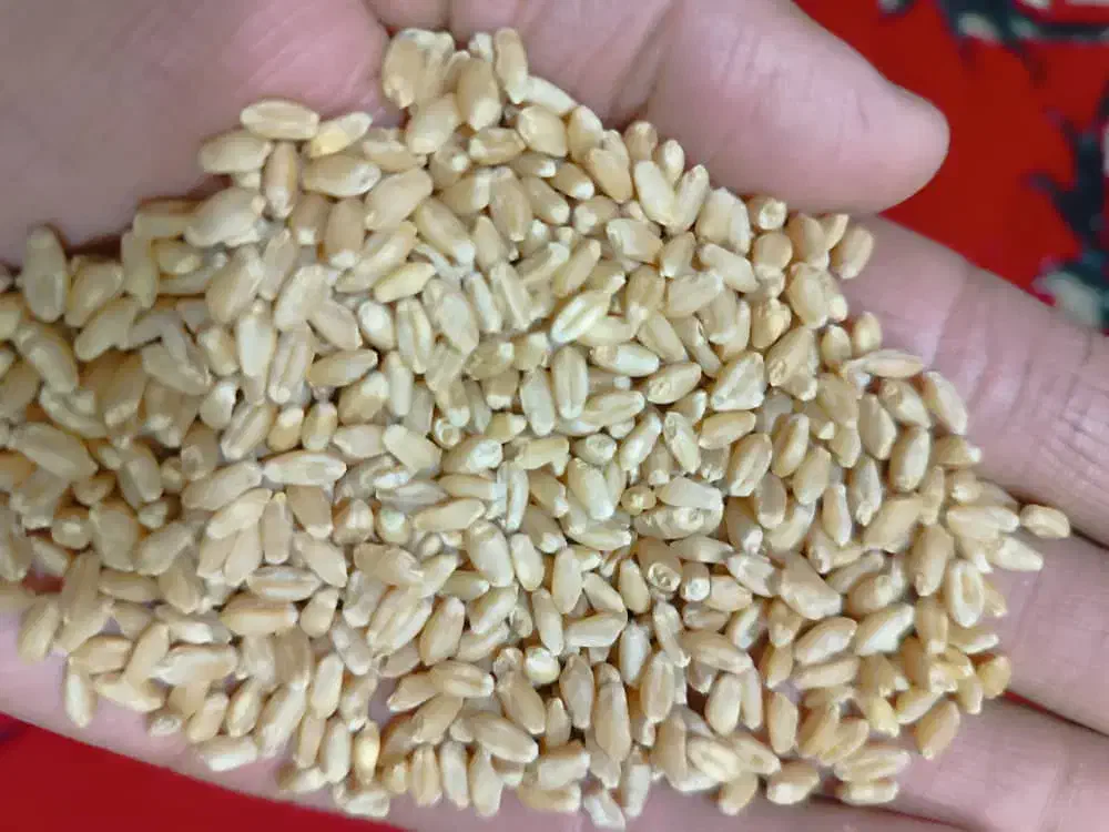 بذر گندم سیروان|عمدهفروشی|درودزن, |دیوار