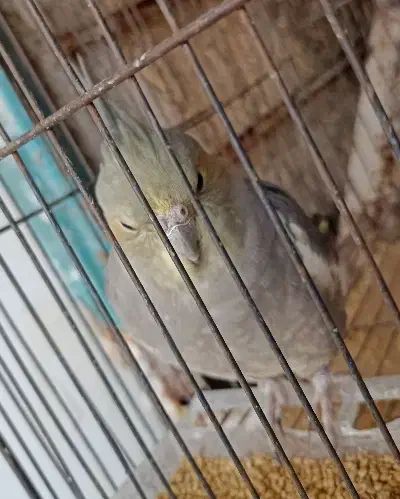 پرنده های اهلی و زیبا|پرنده|کرمان, |دیوار