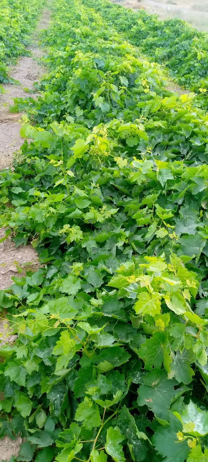 نهال انگور ضمانتی|خدمات باغبانی و درختکاری|میاندوآب, |دیوار