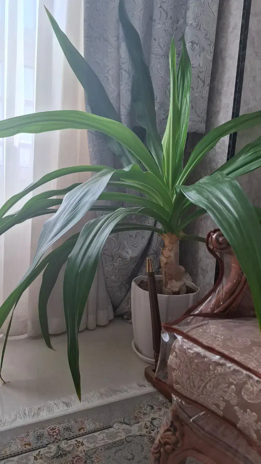 گل اشک ملکه سرحال|گل و گیاه طبیعی|شاهین‌شهر, خبرنگار|دیوار