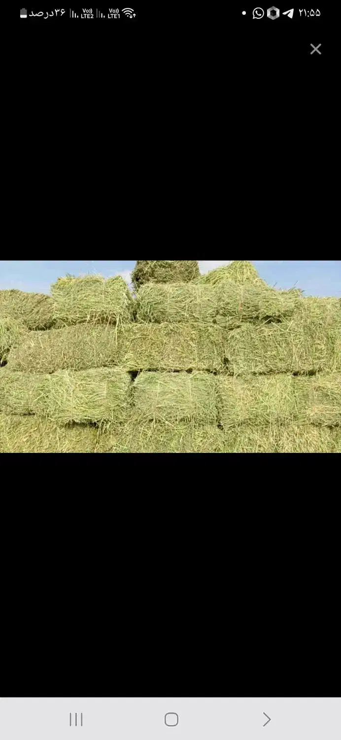 فروش یونجه|حیوانات مزرعه|تربت‌حیدریه, فتح المبین|دیوار