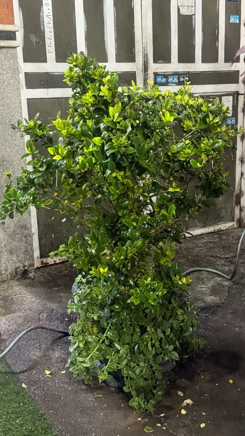 گل و گلدان|گل و گیاه طبیعی|شیراز, نصر|دیوار