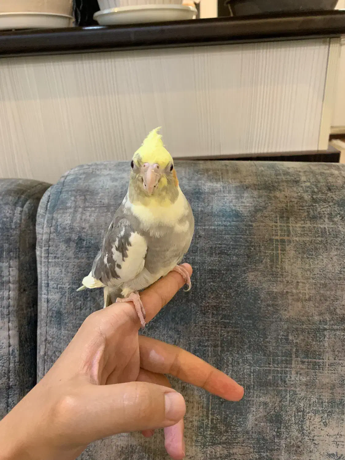 عروس هلندی نردوکت ابلغ بدون قفس معاوضه ندارم|پرنده|تهران, شیخ هادی|دیوار