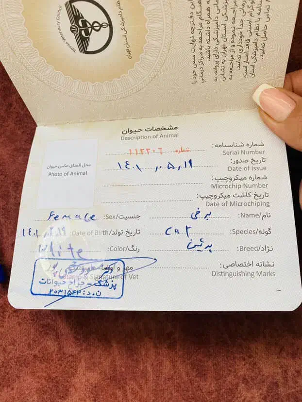 فروش گربه و بچه گربه|گربه|مریوان, |دیوار