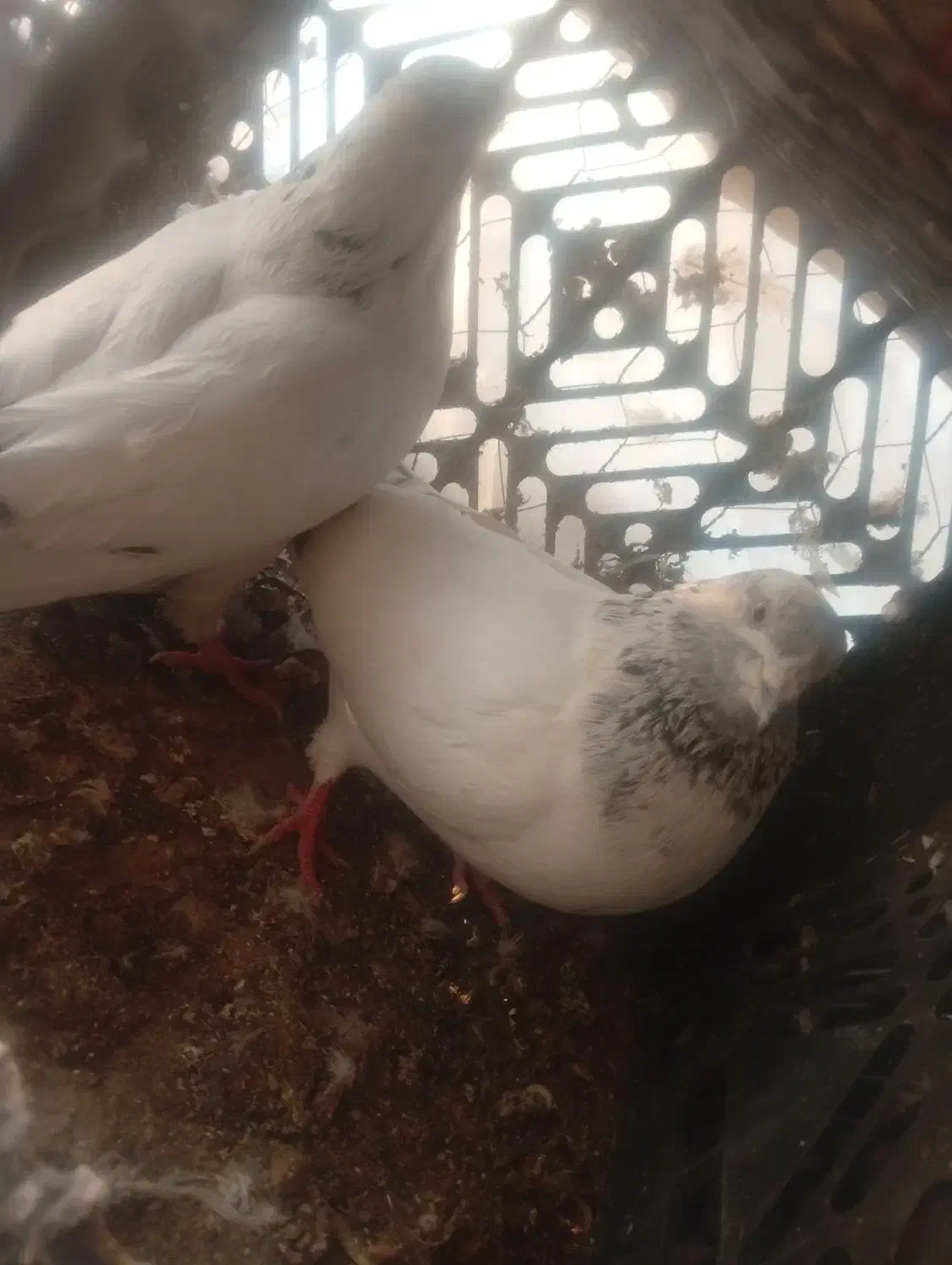 کبوتر|پرنده|اصفهان, بهارستان|دیوار