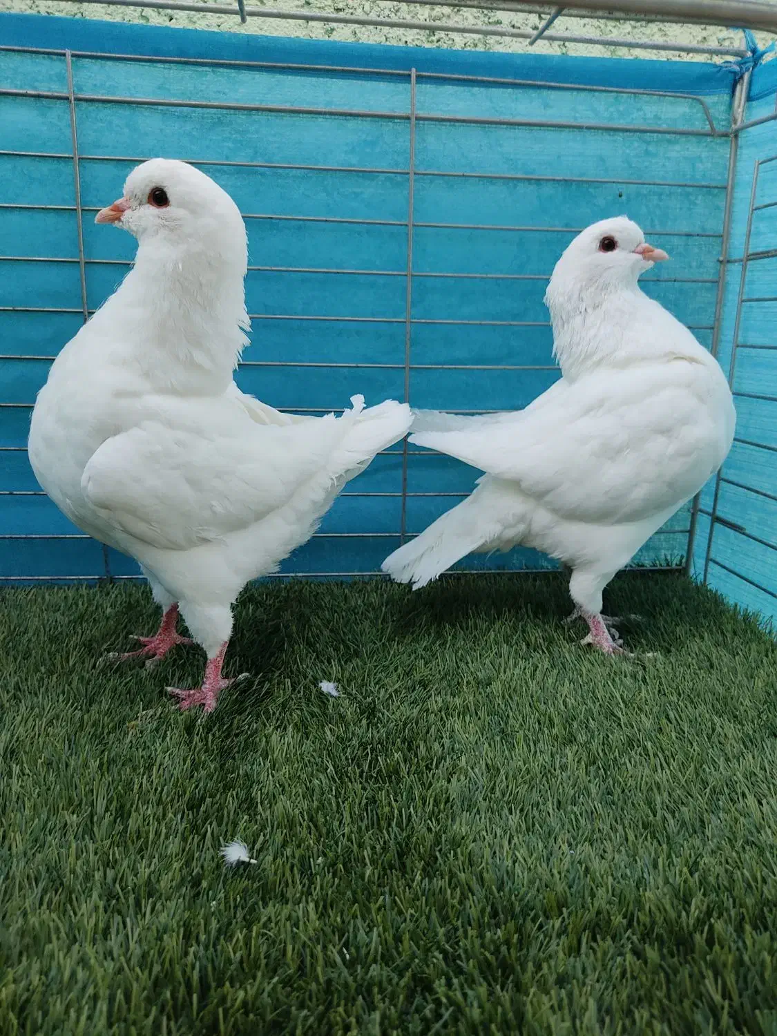 کبوترکینگ|پرنده|یزد, |دیوار