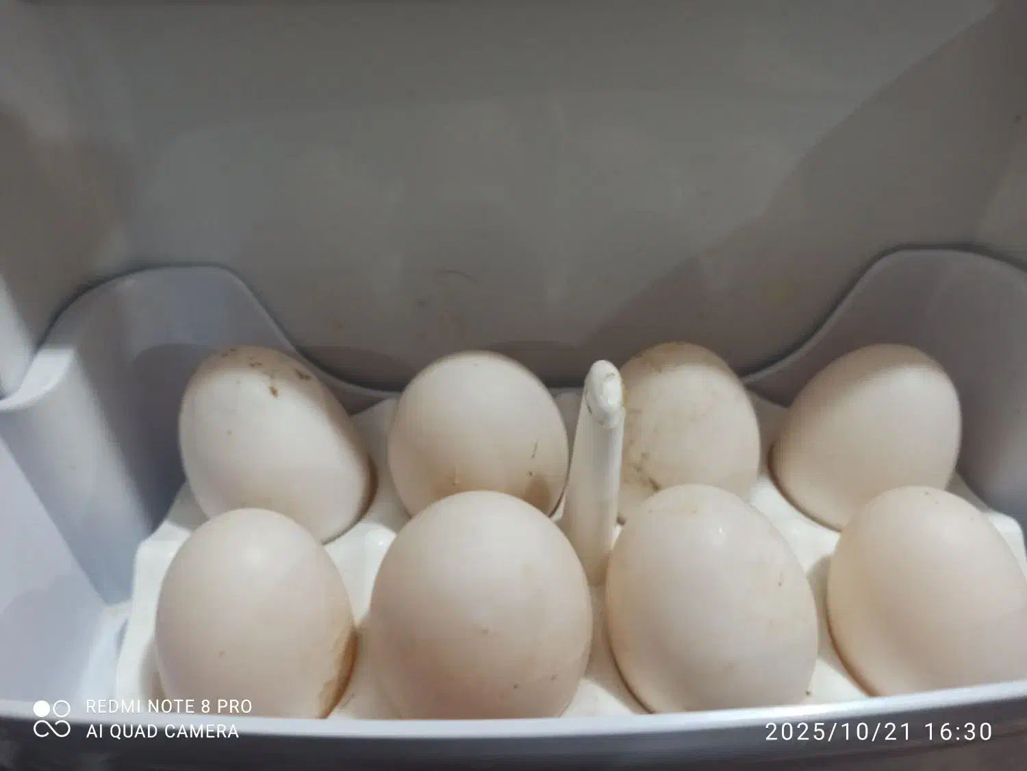 تخم اردک|حیوانات مزرعه|وحدتیه, |دیوار