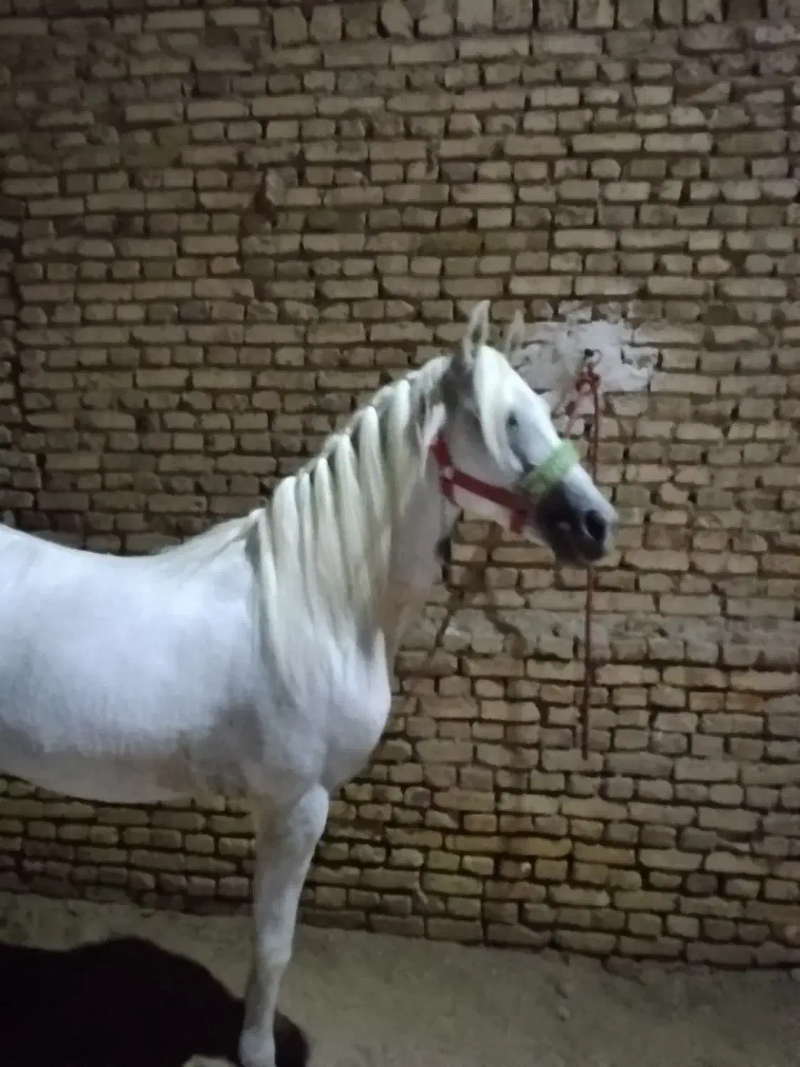 اسب|اسب و تجهیزات اسبسواری|میبد, |دیوار