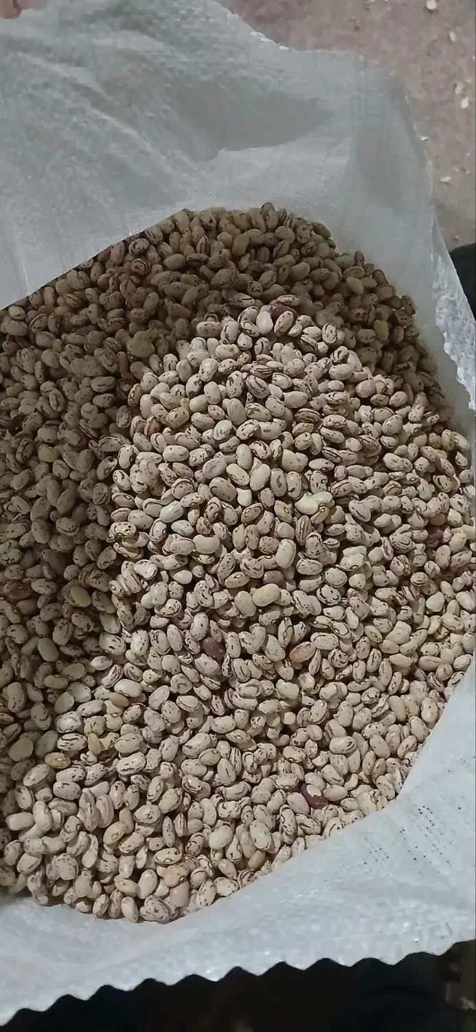 لوبیاچیتی بوجاری شده تازه کشت شده|خوردنی و آشامیدنی|شاهین دژ, |دیوار