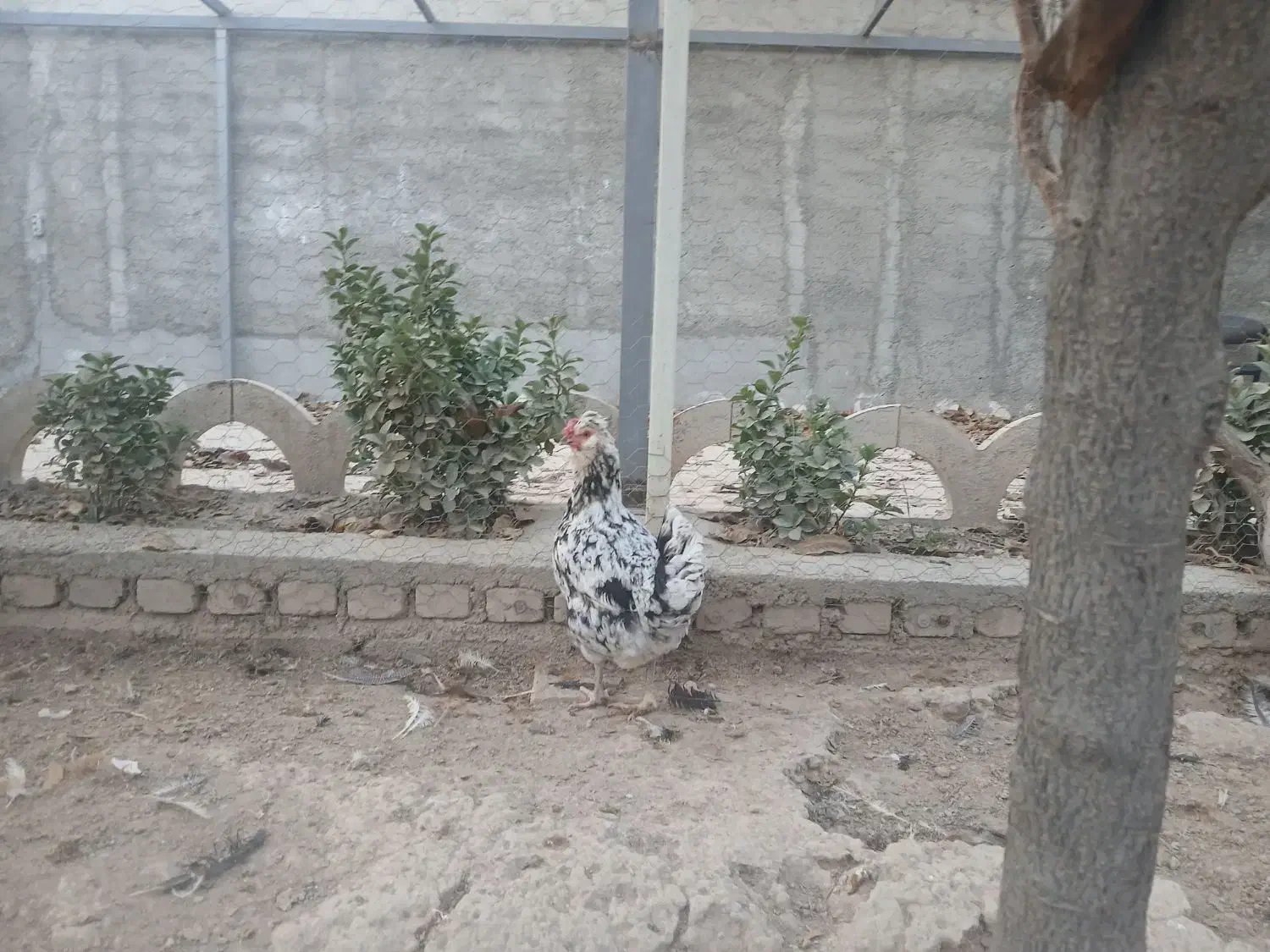 انواع مرغ و خروس و نیمچه|حیوانات مزرعه|وحیدیه, |دیوار