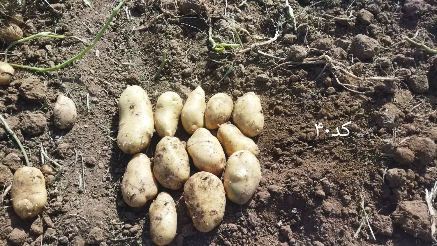 سیب زمینی بذری|حراج|درگزین, |دیوار