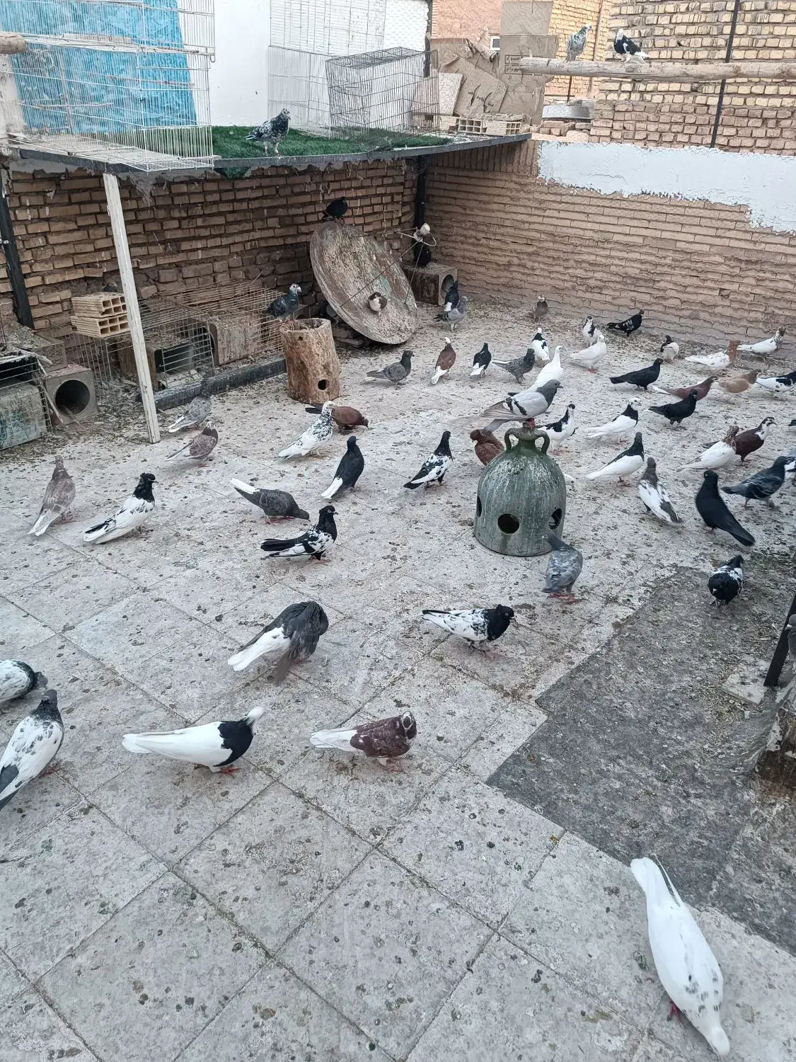 کبوتر رنگی نقش کبوتر کشتنی کبوتر پلاکی زاجر|پرنده|یزد, |دیوار