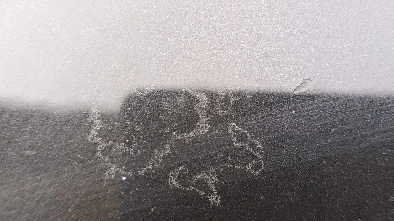 رفع فضله پرنده بصورت دائمی|خدمات موتور و ماشین|رشت, حومه رشت|دیوار