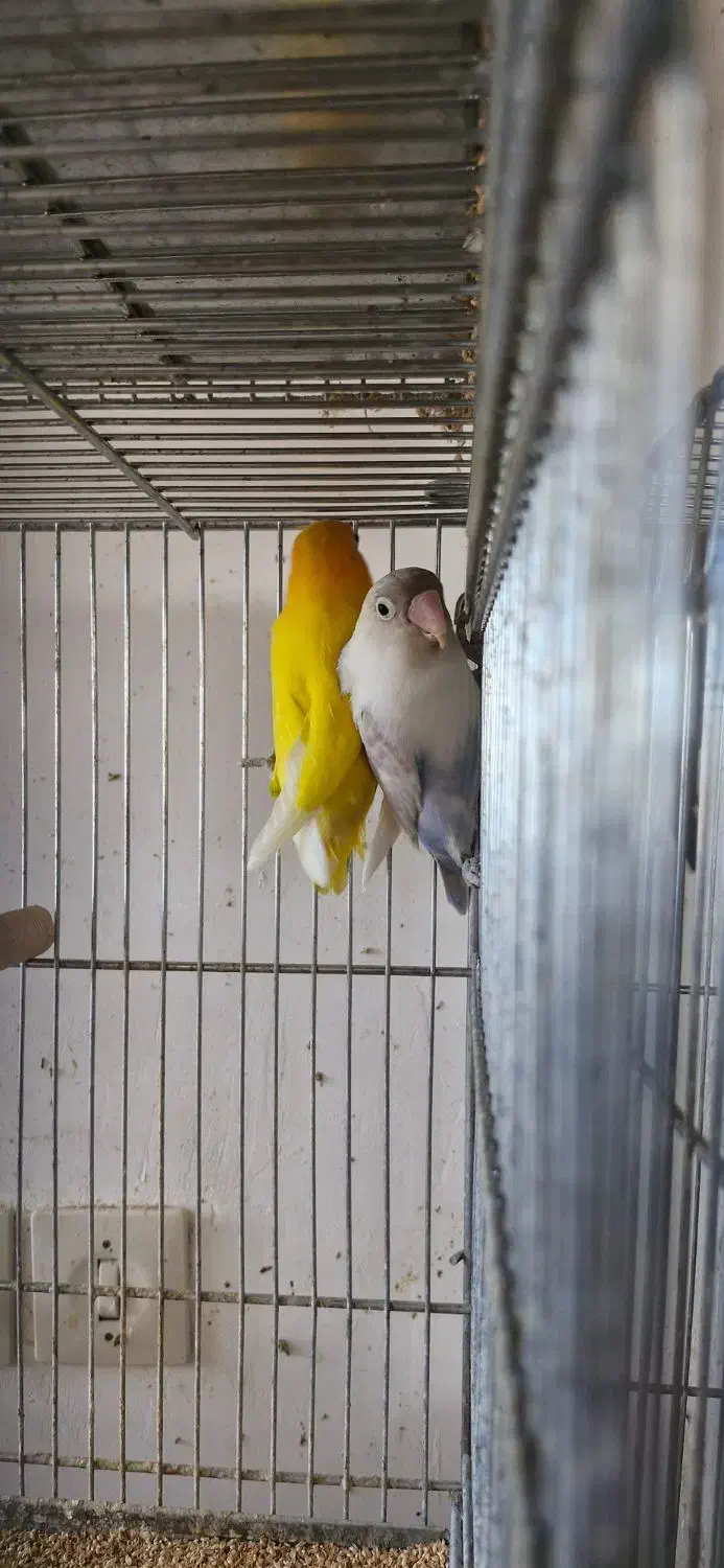 یک جفت کوتوله فیشر طلایی و سفید مولد|پرنده|مبارکه, |دیوار