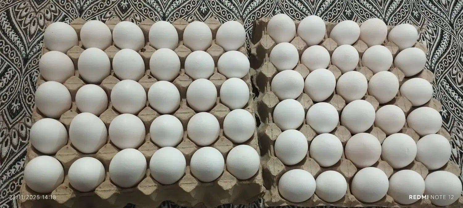 تخم مرغ تازه|خوردنی و آشامیدنی|پاکدشت, حصار امیر|دیوار